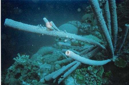 Tube sponges, some 6 feet long, and a grouper in Bonaire by Tim Delp 