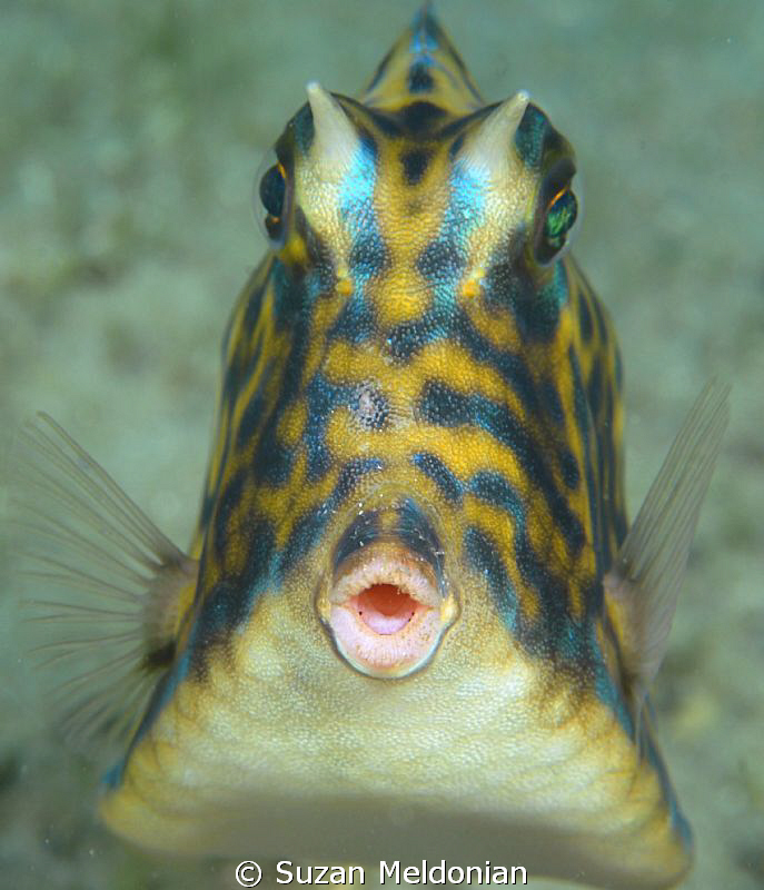 "Ooooh!"   
Scrawled cowfish by Suzan Meldonian 