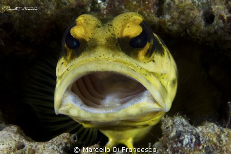 Jaw fish by Marcello Di Francesco 