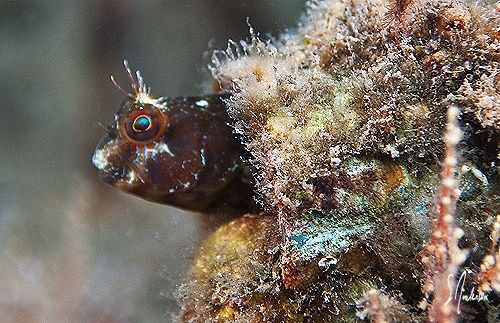 Checking all the surroundings, this little Seaweed Blenni... by Steven Anderson 