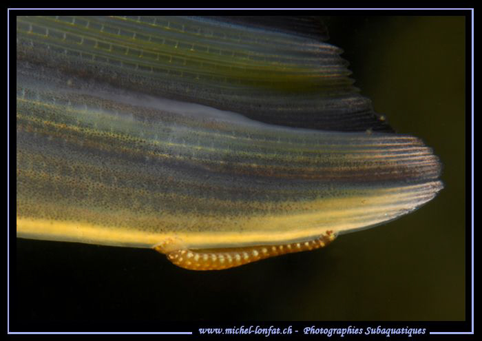 A small Fish Leech on the fin tail of a Pike Fish... :O)... by Michel Lonfat 