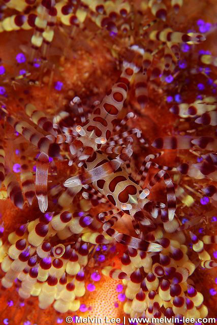 Pair of colemen shrimp. by Melvin Lee 