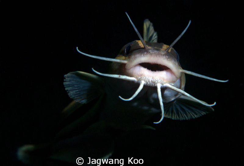 Cat Fish by Jagwang Koo 