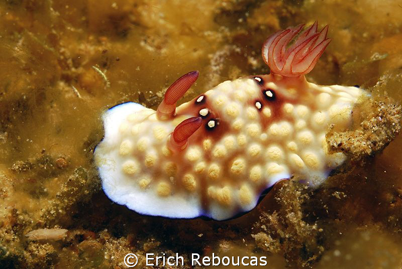 My jelly world by Erich Reboucas 
