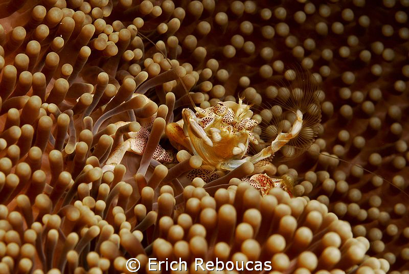 Porcelain crab catching its meal by Erich Reboucas 