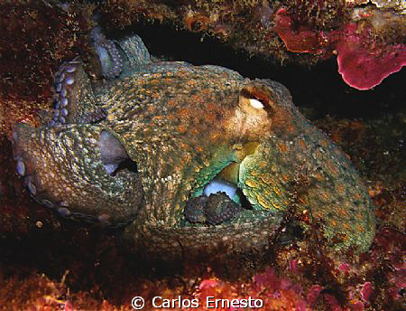 Octopus vulgaris. Olympus c-7070 and Ys-60 strb by Carlos Ernesto 