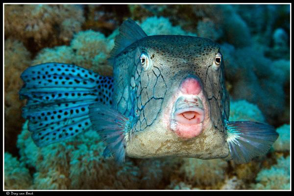 boxfish by Dray Van Beeck 