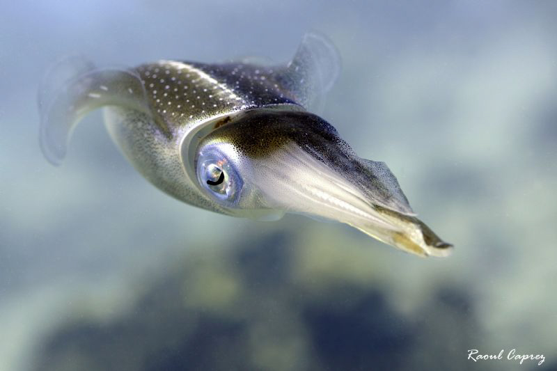 Swimming or flying ? by Raoul Caprez 