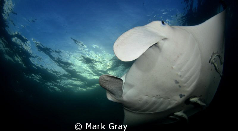 "In your face"..... by Mark Gray 