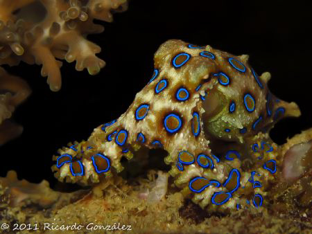 Blue-ringed octopus
Probably world's most poisonous anim... by Ricardo Gonzalez 
