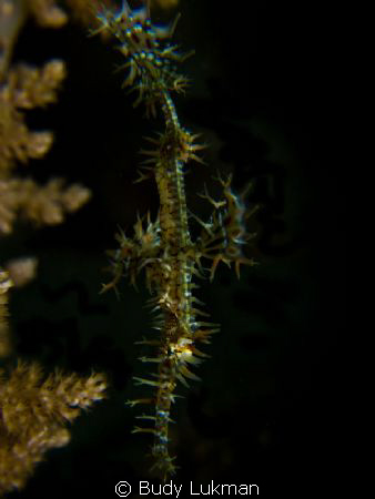 GPF... by Budy Lukman 