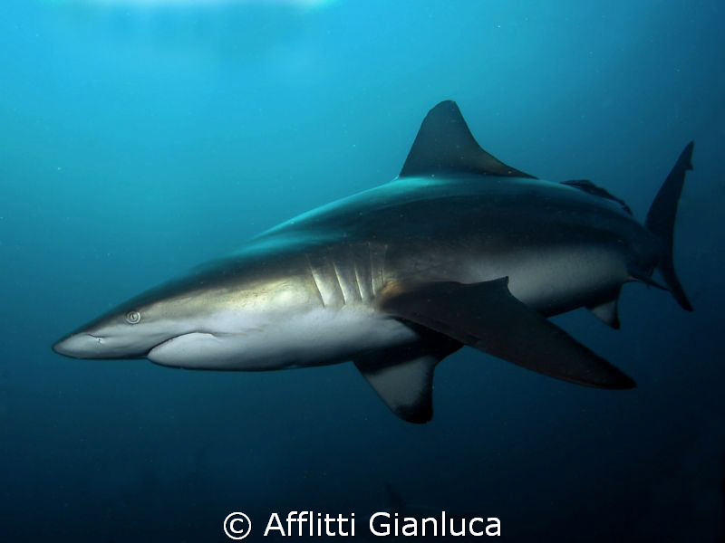 black tip by Afflitti Gianluca 
