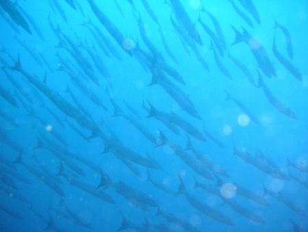 Barracuda Galore by Gerard Alfonso Dacles 
