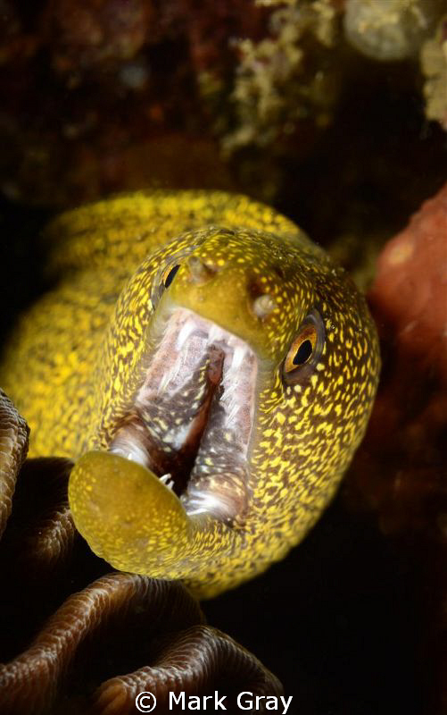 "Dental Work"...Abbotts Moray by Mark Gray 