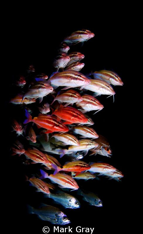 "The herd" of Goatfish by Mark Gray 