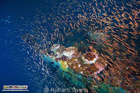 Bow of the Rice Bowl WW2 wreck just 40 mins boat trip fro... by Richard Swann 