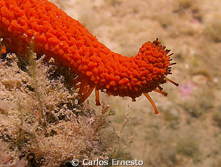 Echinaster sepositos. Olympus c-7070 and Ys-60 strob by Carlos Ernesto 