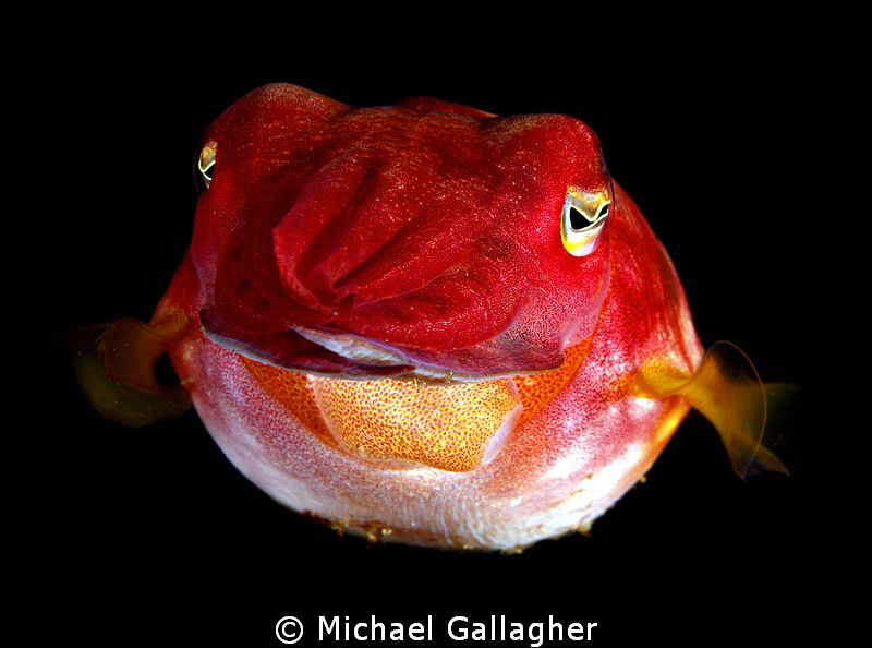 Juvenile Cuttlefish, Byron Bay, Australia by Michael Gallagher 