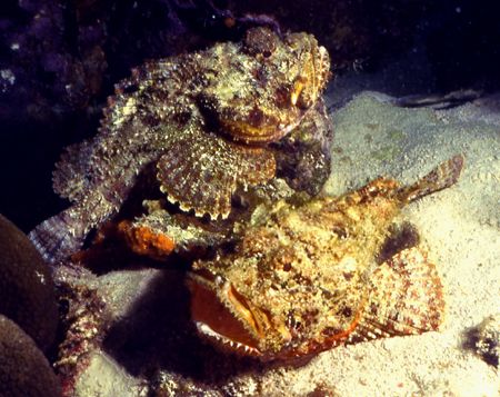 Found this loving couple in Bon-Aire, under the town pier. by David Spiel 