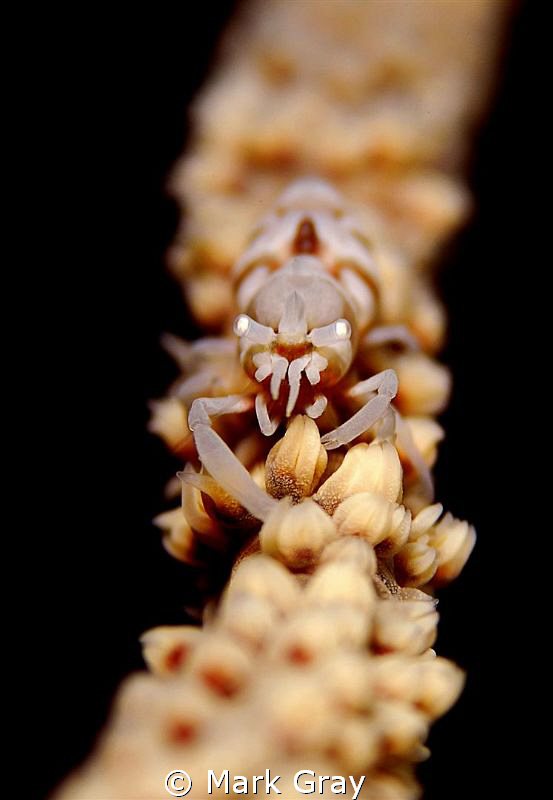 "Whip it good" .......Sea Whip shrimp by Mark Gray 