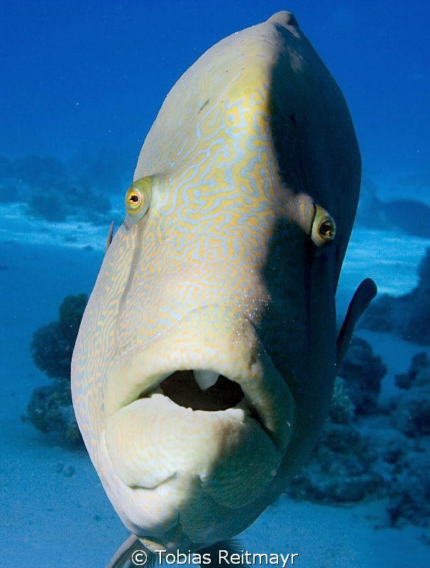 Resident Napoleon, Abu Ramada North, Hurghada. by Tobias Reitmayr 