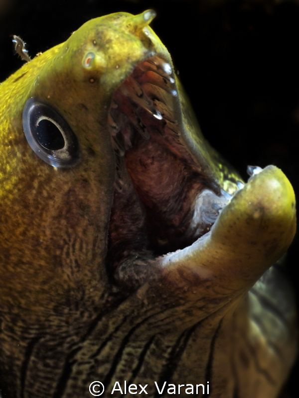 Gymnothorax fimbriatus by Alex Varani 
