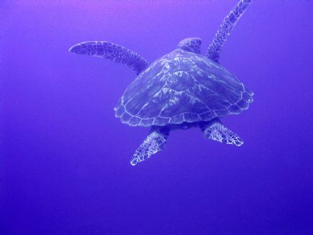 This was taken off the island of Moorea in Tahiti with an... by Justin Pfeifer 