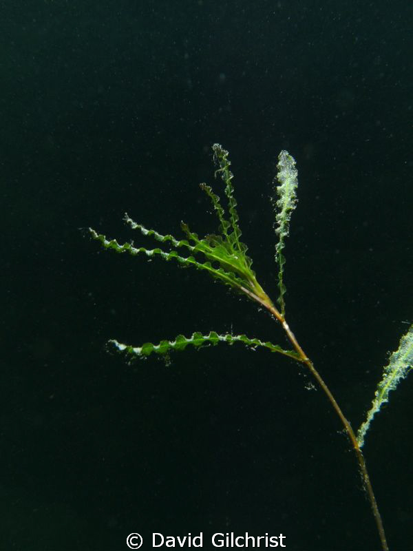 Freshwater Aquatic Plant, #1 by David Gilchrist 