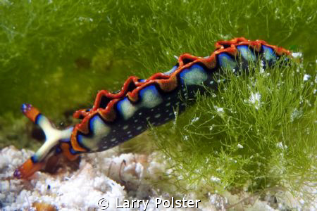 Lettuce slug from Cozumel by Larry Polster 