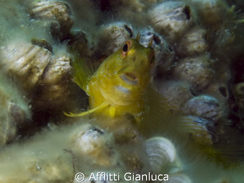 parablennius yellow by Afflitti Gianluca 