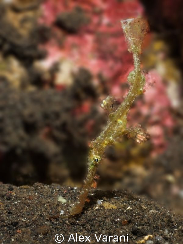 Solenostomus sp.
(Looking for species: pls help me for i... by Alex Varani 