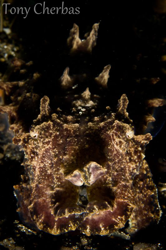 This Flamboyant Cuttlefish was not very flamboyant so I d... by Tony Cherbas 