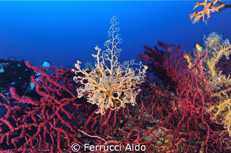 Astrospartus mediterraneus Risso, 1826
Take in Cavalaire... by Ferrucci Aldo 