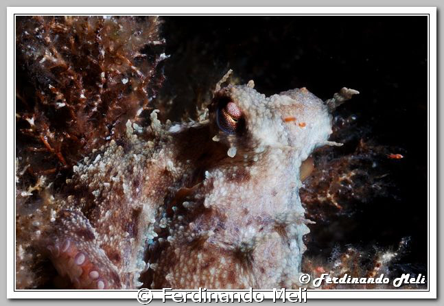 Hi! My friend Octopus... by Ferdinando Meli 