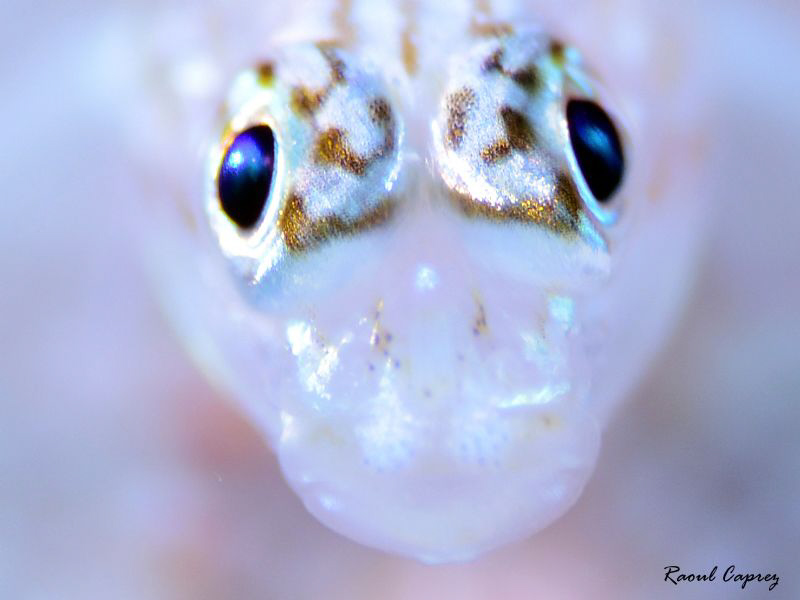 Nice eyes !
F8, 1/60, Iso200 by Raoul Caprez 