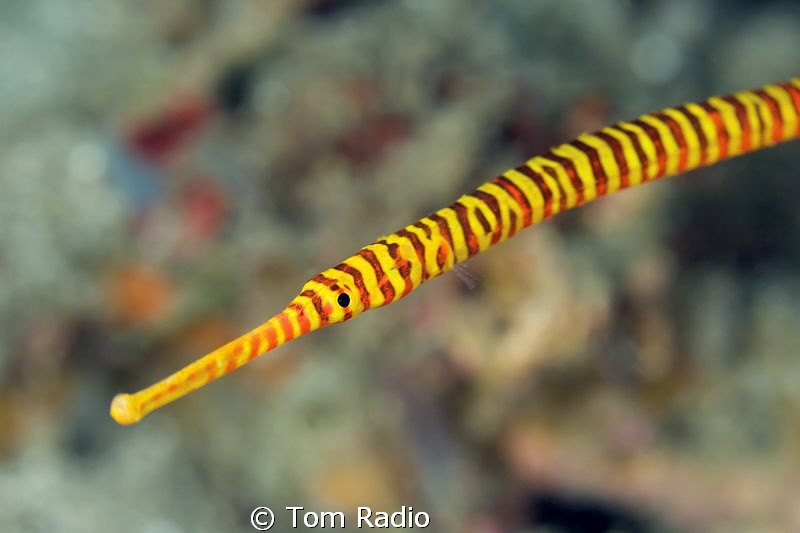 Orange Banded Pipefish
Alor, Indonesia by Tom Radio 