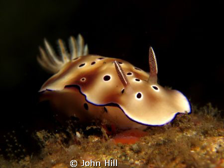 Common but still beautiful, Risbecia Tryoni. :) by John Hill 
