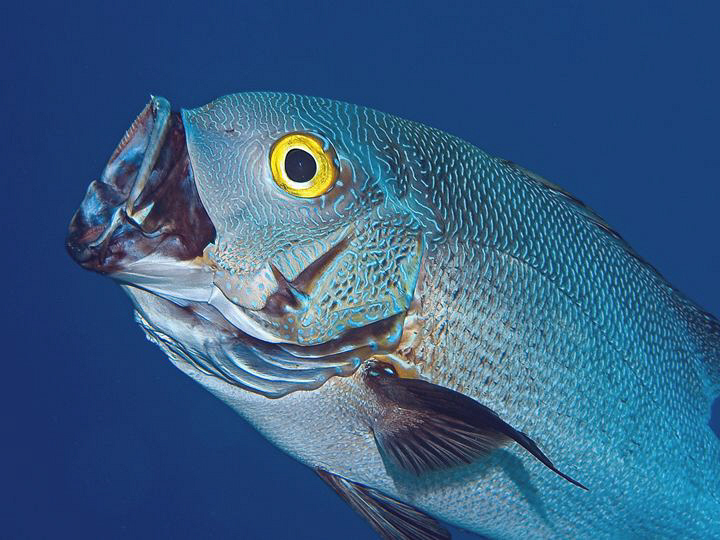 Midnight Snapper. Tulamben, Bali by Doug Anderson 