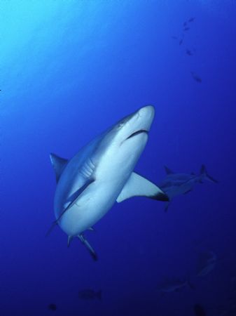 Grey shark in Sudan reef - Nikonos III 15 mm lens by Mauro Serafini 