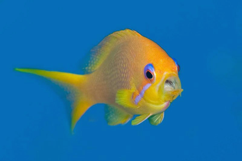 A female Anthias feeding mid-water.  The gulp to eat plan... by Paul Colley 
