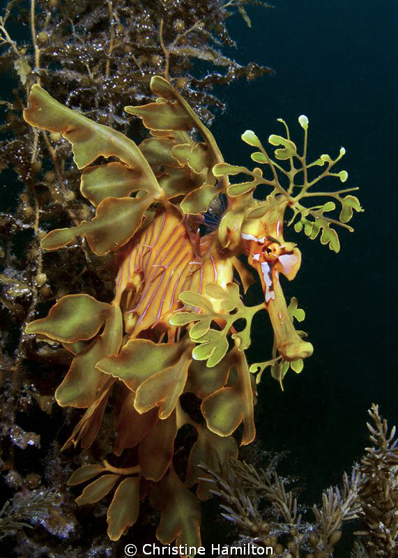 Leafy Sea Dragon by Christine Hamilton 