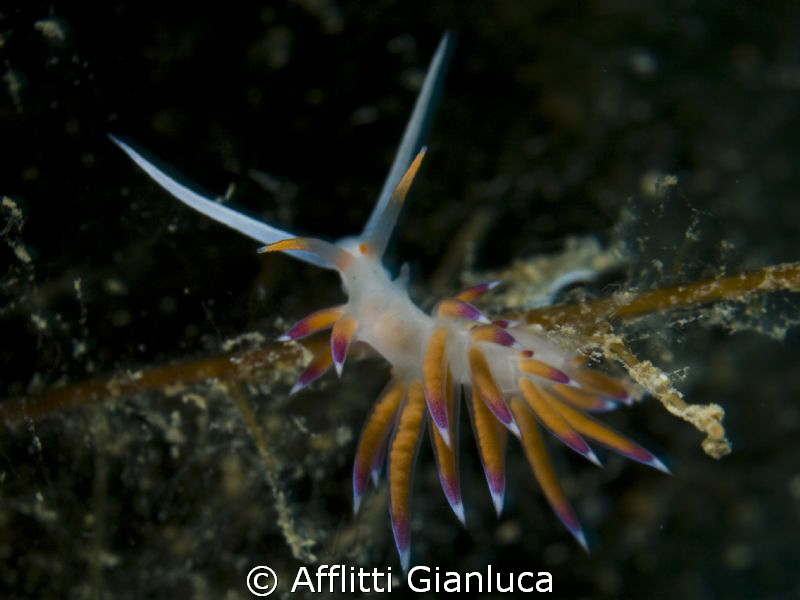 cratena peregrina by Afflitti Gianluca 