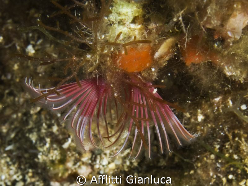 serpula vermicularis by Afflitti Gianluca 