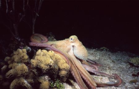Sat up nice for me, night dive Paradise reef, Cozumel Sea... by Steven Whitehead 
