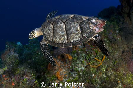 Hawksbill cruising Cozumel by Larry Polster 