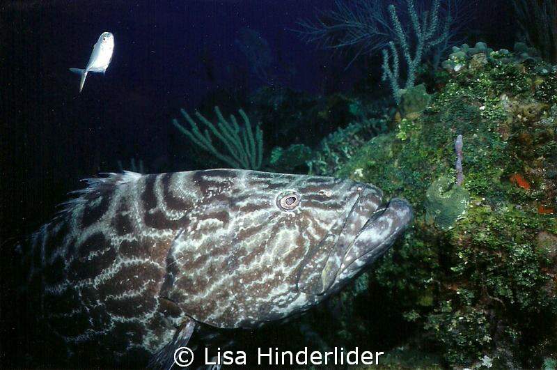 Goliath Grouper by Lisa Hinderlider 
