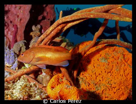 Juvenile Grouper diver view @ El Natural beach Aguadilla ... by Carlos Pérez 