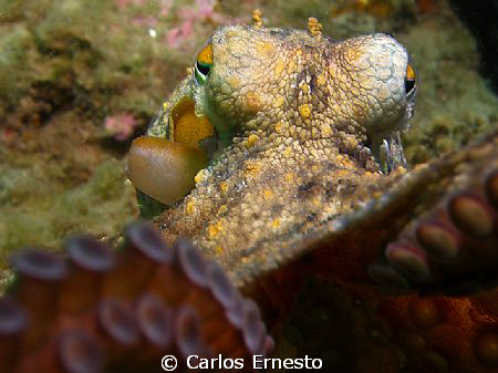 Octopus vulgaris.Olympus c-7070 and Ys strob by Carlos Ernesto 