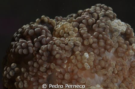 Paredes do Cabo by Pedro Perneco 