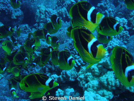 Schooling Racoon Fish by Steven Daniel 